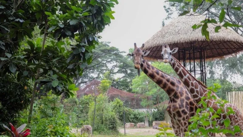 Situasi Kebun Binatang Bandung 