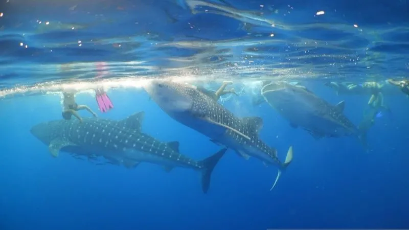 Wisata Hiu Paus di kawasan Teluk Saleh, Pulau Sumbawa, Nusa Tenggara Barat (NTB). 