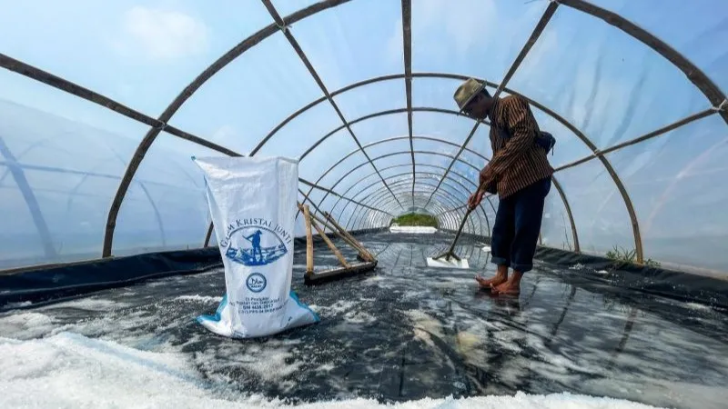Petani garam saat memanen garam kristal di Desa Juntinyuat