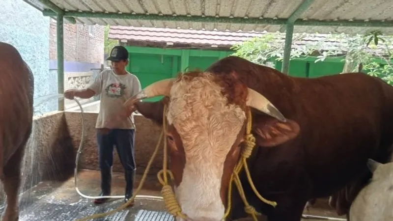 Sapi dengan bobot 1,05 ton dari peternak Kabupaten Bantul 