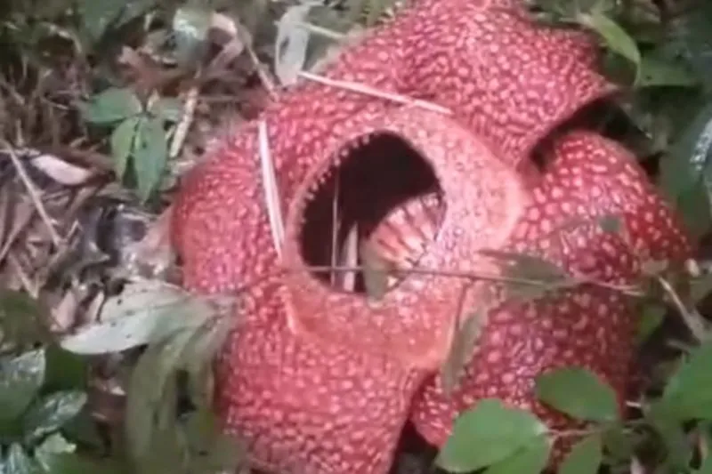 Penampakan Bunga Rafflesia arnoldii 