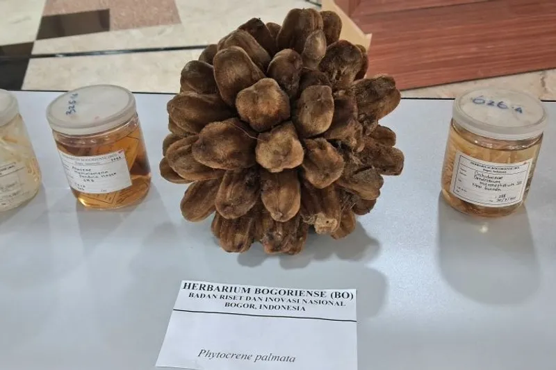 spesies flora baru di Indonesia 