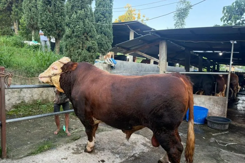 Sapi dengan bobot sekitar 1,1 hingga 1,2 ton terpilih oleh Presiden Prabowo 
