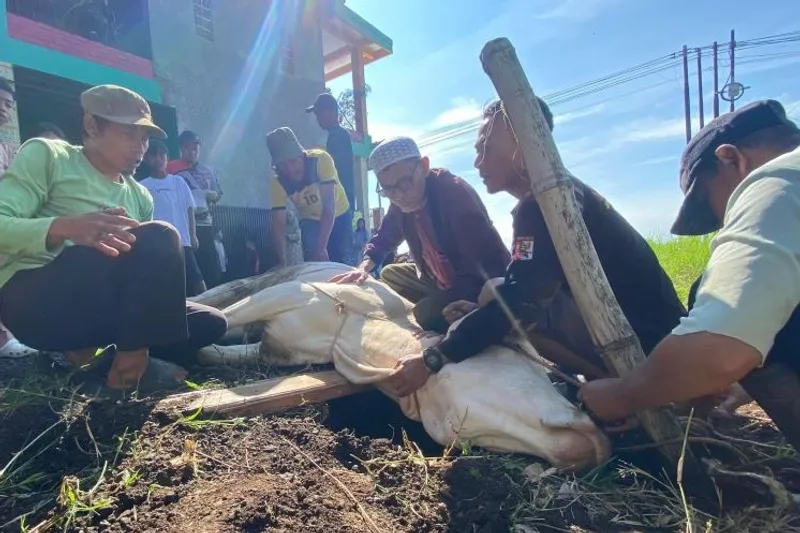 warga melakukan kegiatan penyembelihan sapi kurban saat Hari Raya Iduladha