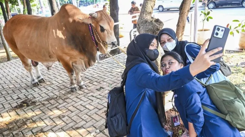 Warga berswafoto dengan latar belakang seekor sapi kurban 