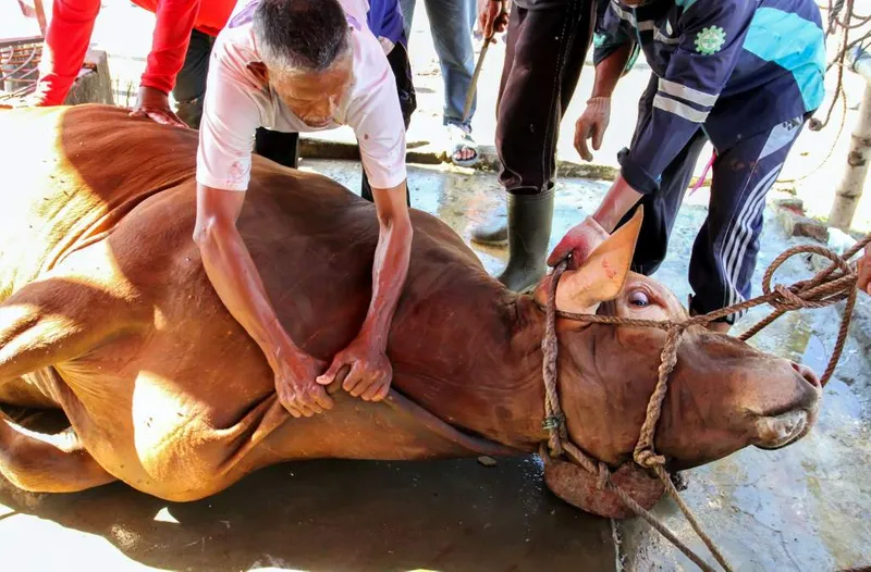 antarafoto-penyembelihan-sapi-kurban-milik-presiden-di-lhokseumawe-1779950283-1