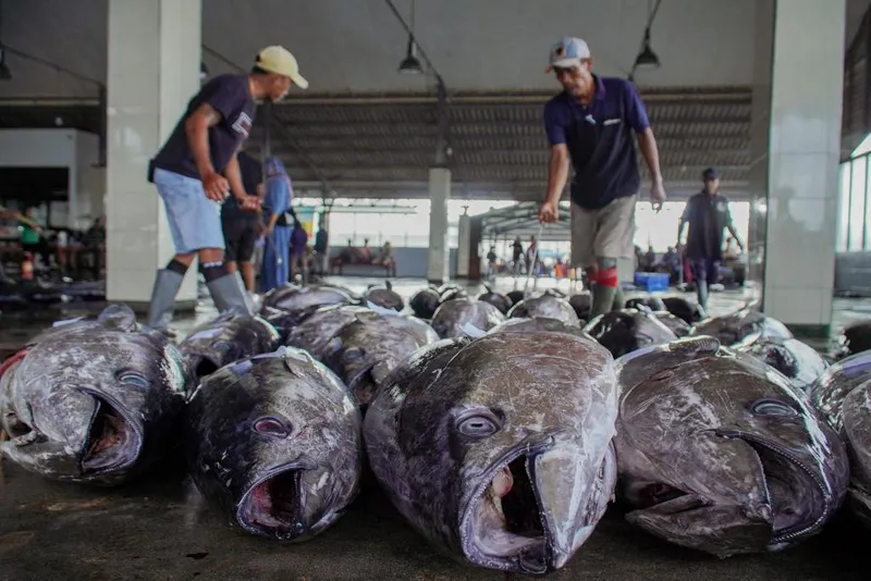 antarafoto-musim-tuna-di-sendang-biru-1779968412-1