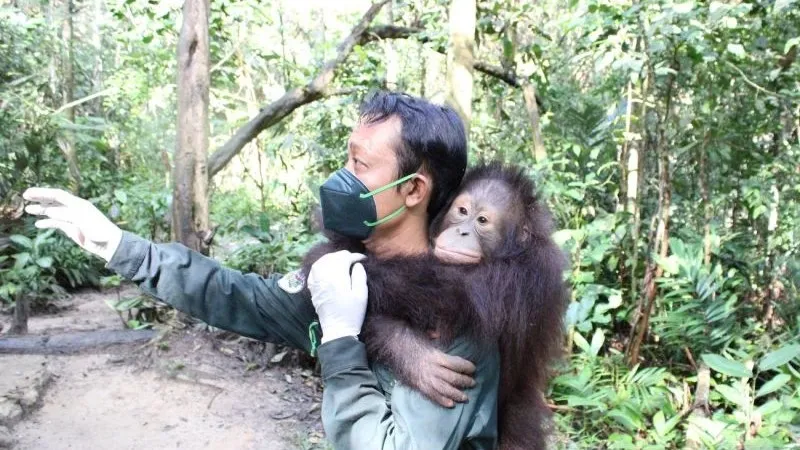 rehabilitasi habitat satwa endemik pulau Kalimantan