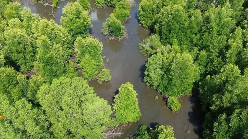 Kawasan mangrove di Kotabaru 