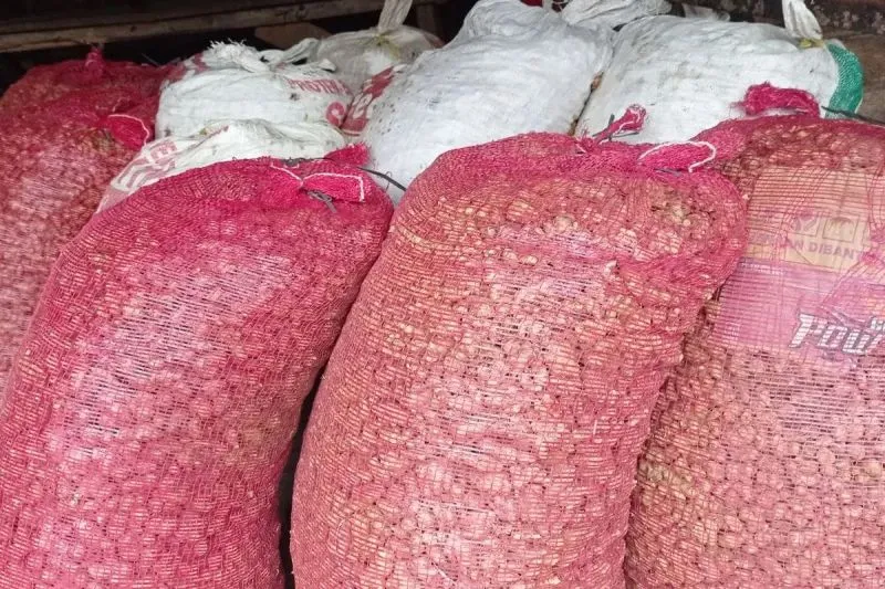 Produksi kencur hasil panen petani Badui