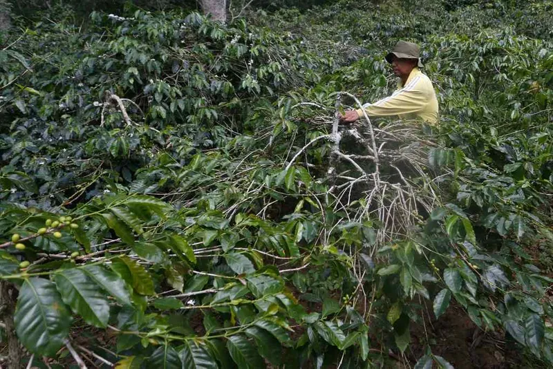 antarafoto-alokasi-anggaran-untuk-bibit-kopi-arabika-gayo-1781442050-1