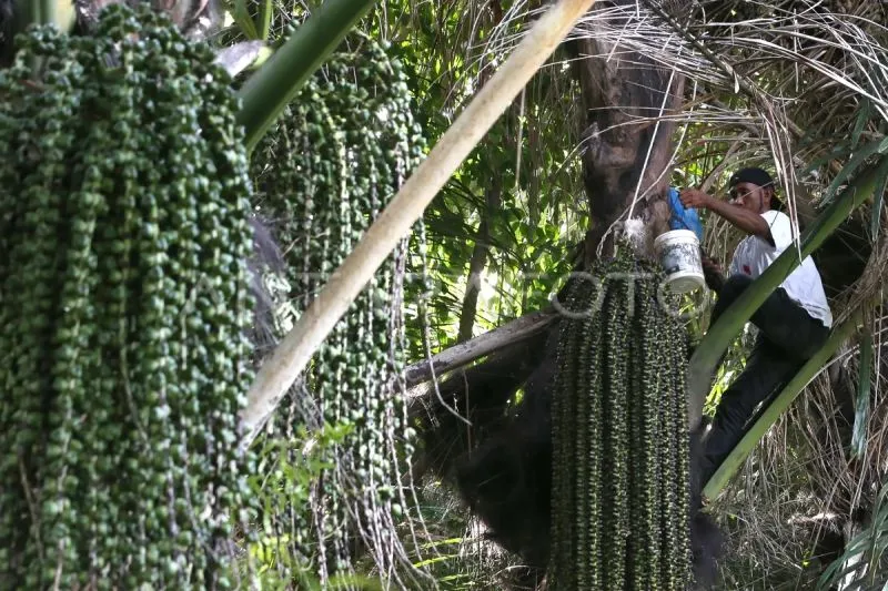 Warga memanen air nira (Arenga pinnata) yang tumbuh liar di Ulee Kareng