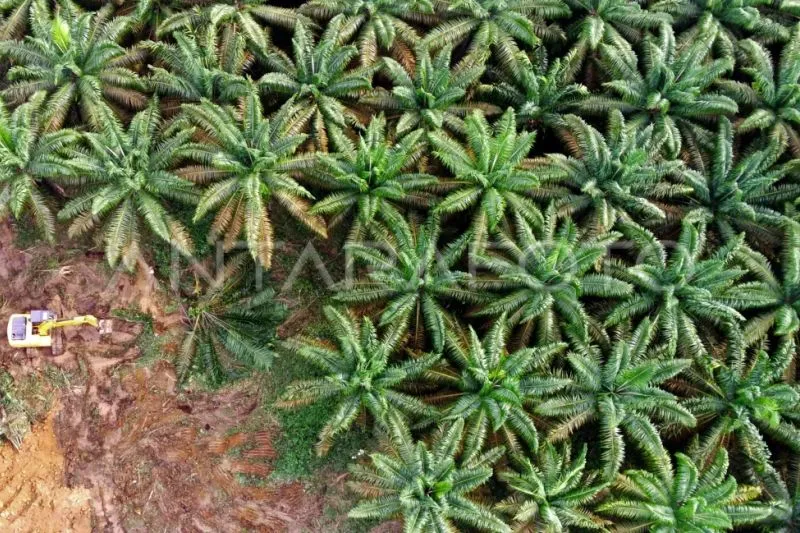 pohon kelapa sawit di Mesuji Raya