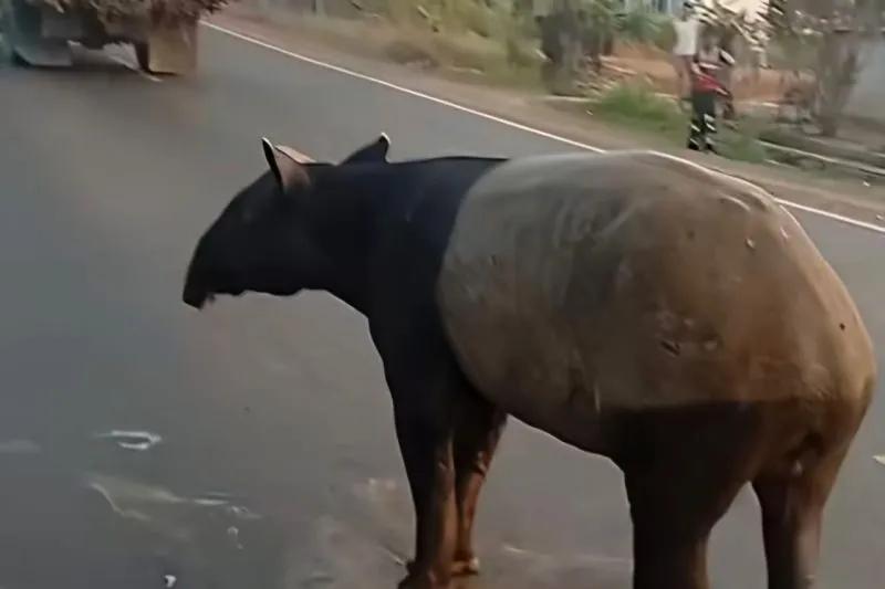 Seekor tapir yang keluar dari habitatnya