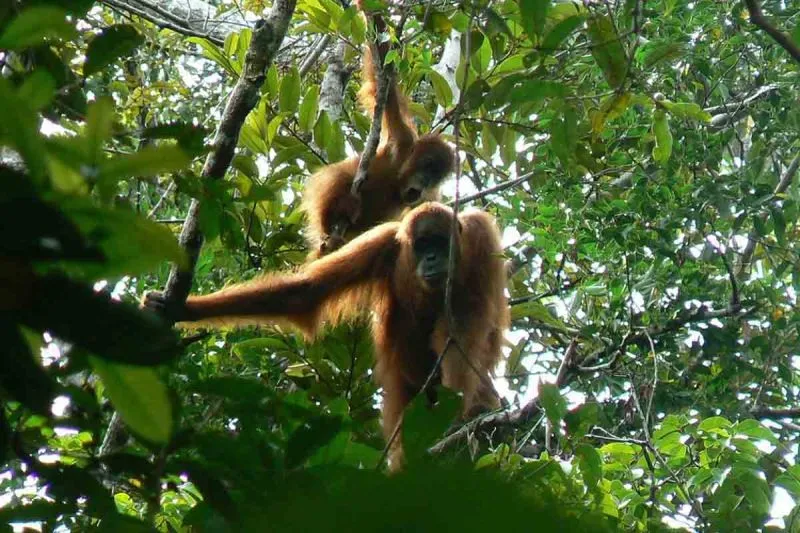 Orang utan di Tahura Trumon, Kabupaten Aceh Selatan