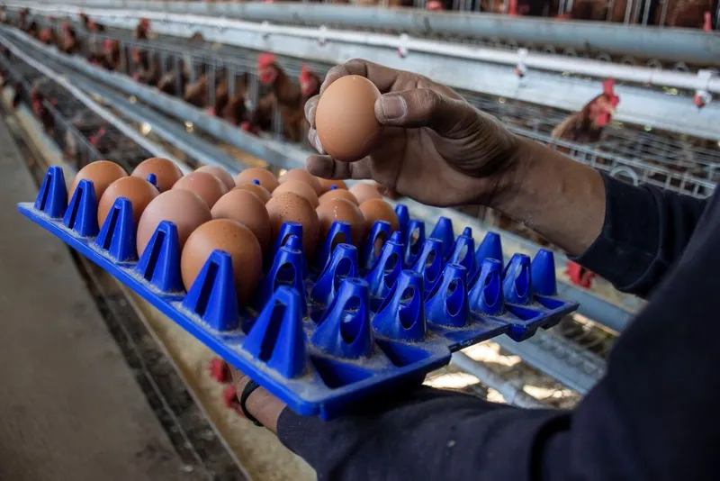 antarafoto-penetapan-harga-acuan-telur-ayam-ras-dan-ayam-pedaging-1783429263-1