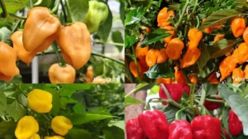 Empat varietas cabai habanero lokal pertama di Indonesia