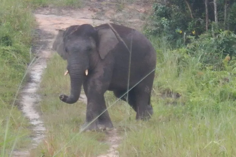 Gajah Sumatera di Bentang Alam Bukit Tigapuluh Jambi