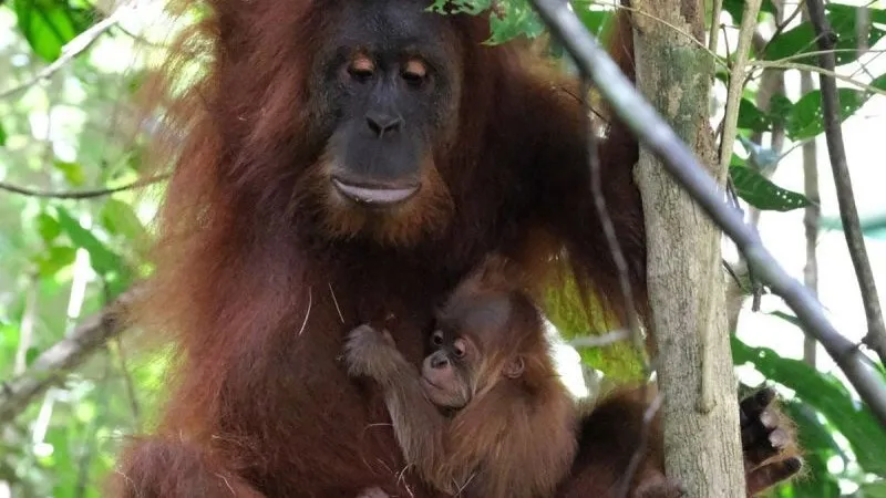 Induk orangutan Sumatra 