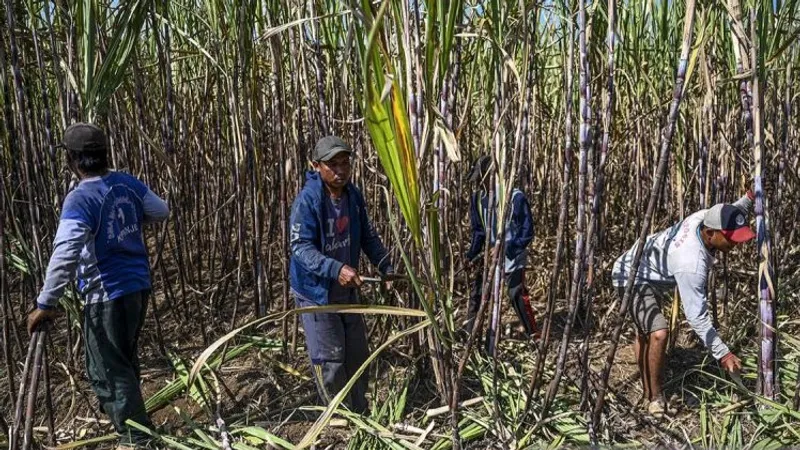 Petani memotong tebu saat panen raya 
