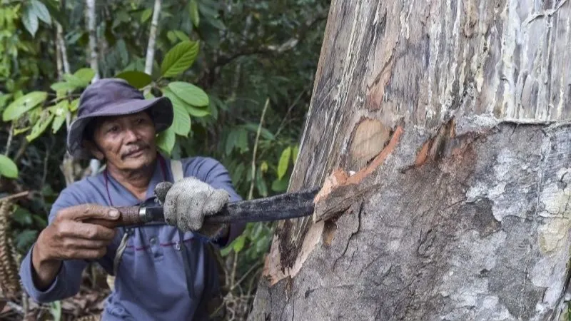kulit pohon kemenyan di Hutan Adat Nenek Limo Hiang 