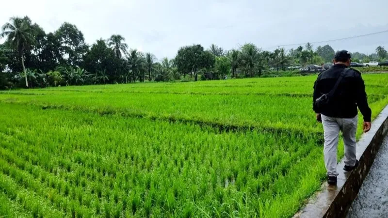 Hamparan areal persawahan berlokasi di dataran Masni, Kabupaten Manokwari, Papua Barat