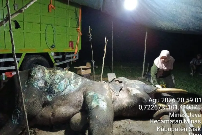 Kondisi gajah Jovi di PLG Minas yang mati akibat komplikasi pencernaan dan pernafasan