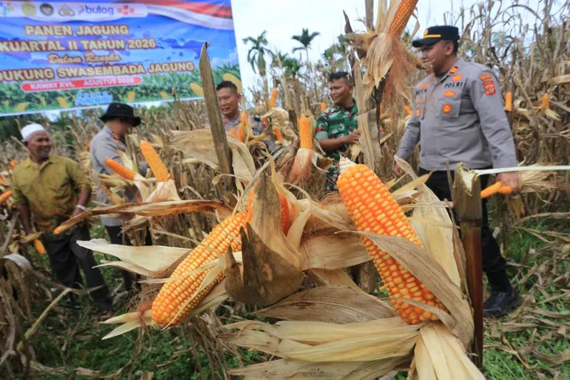 antarafoto-capaian-panen-dan-serapan-jagung-di-aceh-barat-1786024833-1