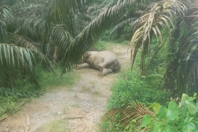 Gajah mati di Kaloy, Kabupaten Aceh Tamiang