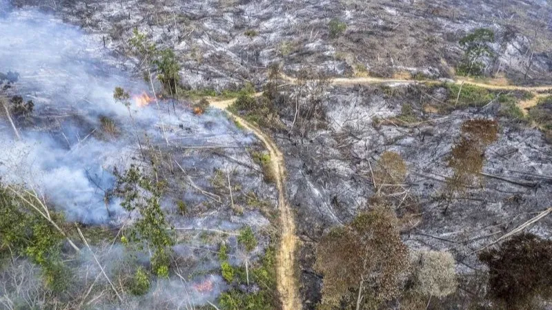 bekas tebangan kayu yang terbakar dalam kejadian kebakaran hutan dan lahan (karhutla)