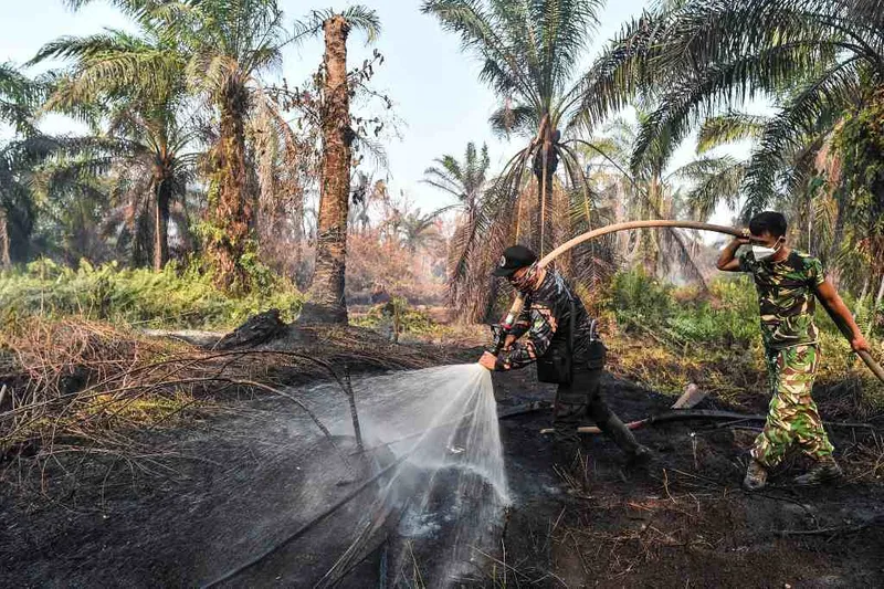 antarafoto-penanganan-karhutla-di-lahan-gambut-muaro-jambi-1788500899-1