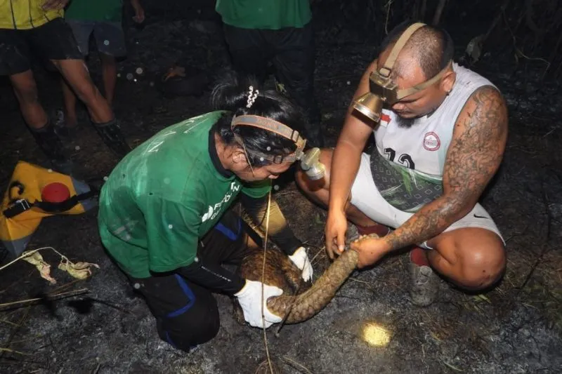 CAN Borneo merawat tenggiling korban karhutla