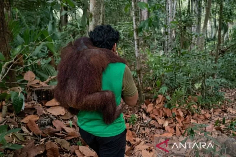 Petugas penyelamat saat melakukan evakuasi bertahap terhadap 11 orang utan dari KHDTK menuju Kandang Evakuasi di Kilometer 38 Samboja. ANTARA/ HO- BKSDA Kaltim