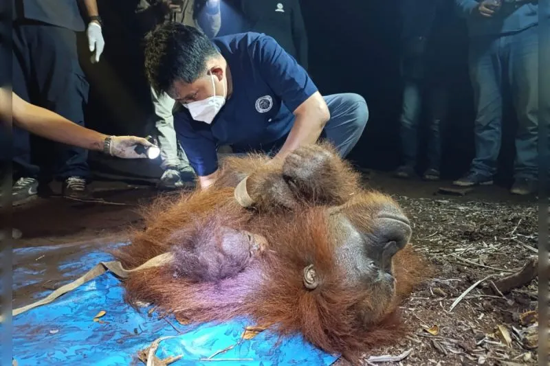 Proses evakuasi induk dan anak orang utan terdampak karhutla