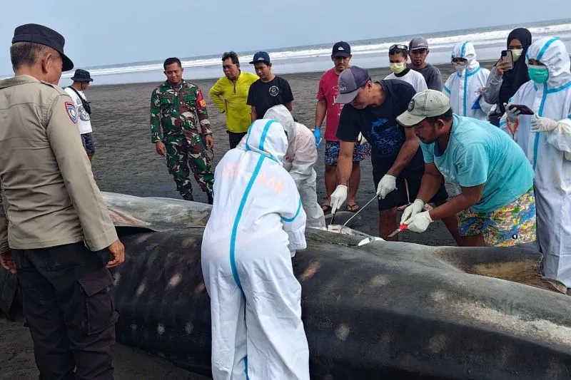 Petugas gabungan memeriksa bangkai hiu paus
