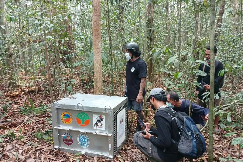 Proses pelepasan delapan orang utan Kalimantan