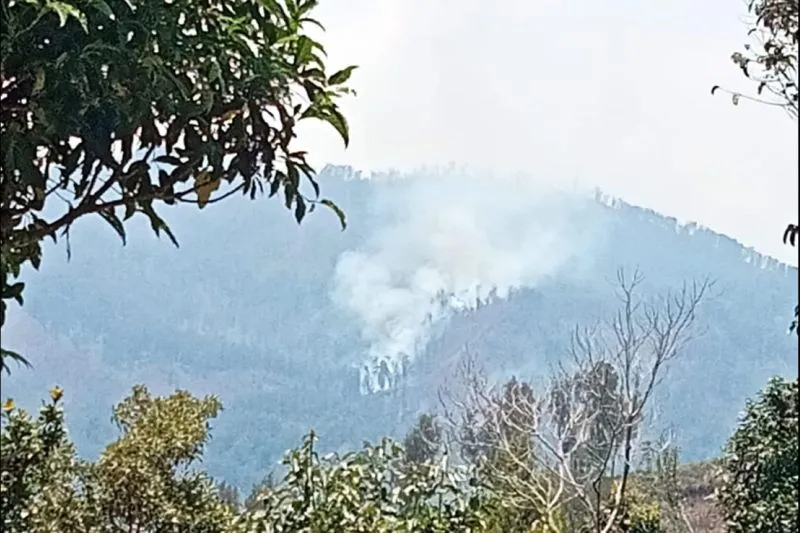 Karhutla di Pegunungan Argopuro