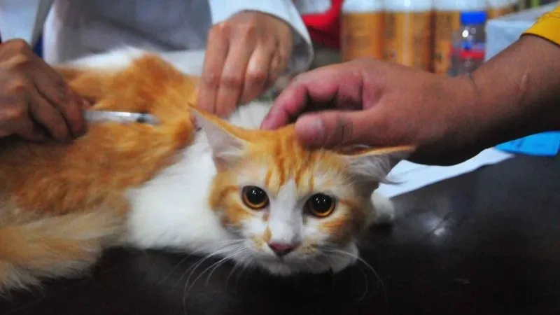 Kegiatan vaksinasi rabies pada kucing