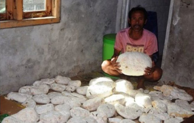 muntahan ikan paus
