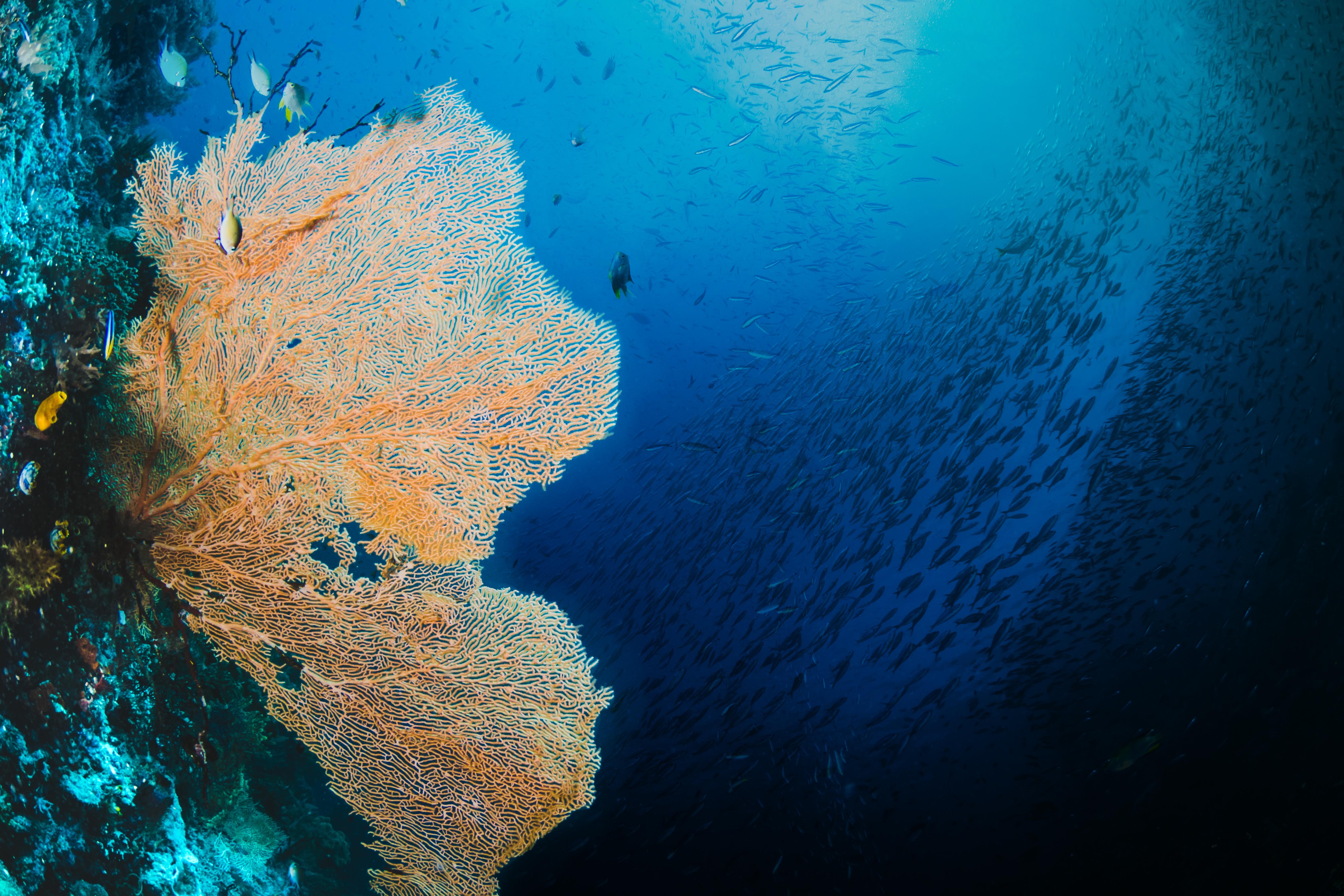 Berikut 5 Tempat Freediving Terbaik di Asia Tenggara