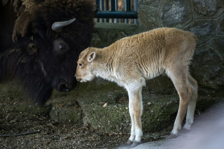 Bison Putih Langka Lahir di Kebun Binatang Belgrade Serbia