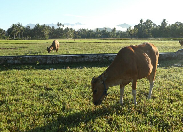 Sapi-Peternakan-Rakyat-Akasyah-ivoox.id_