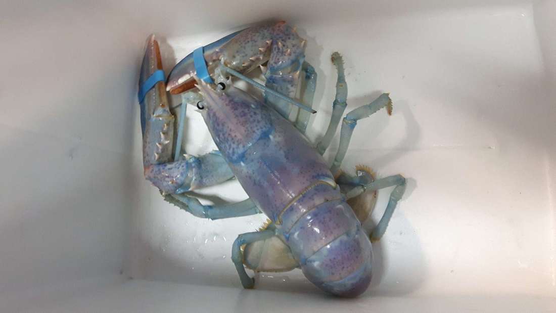 Nelayan Ini Menangkap Lobster dengan Warna Sangat Langka