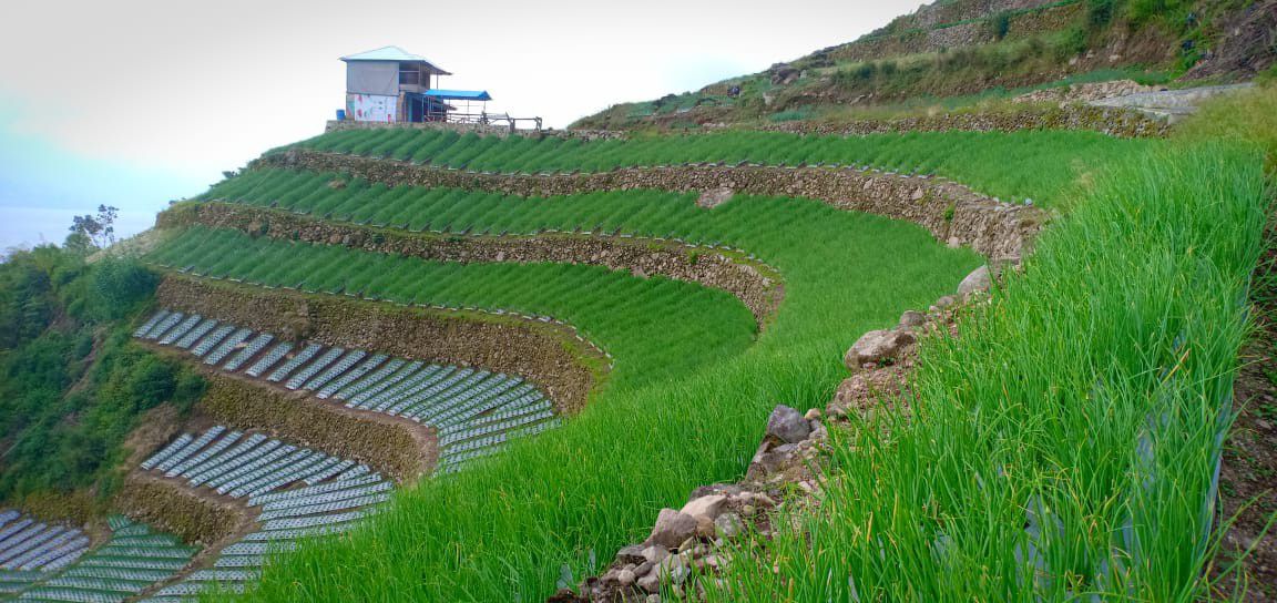 Kementan-Dorong-Solok-Jadi-Kawasan-Bawang-Merah-Berbasis-Korporasi-doc.kementan-ivoox.id_