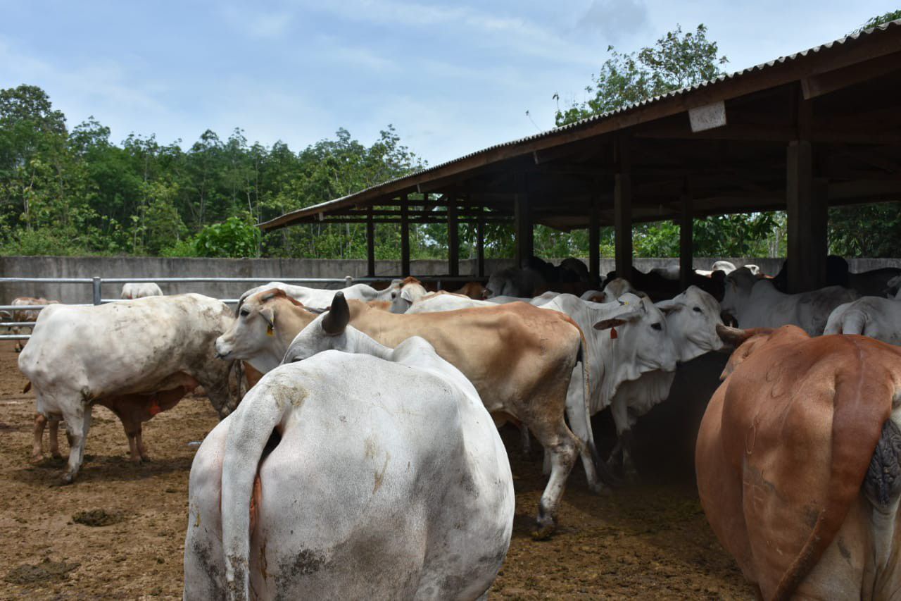 Fasilitasi-Penambahan-Impor-Bibit-Sapi-Indukan-Populasi-Sapi-Meningkat-1.116-Ekor-doc.Kementan-ivoox.id_