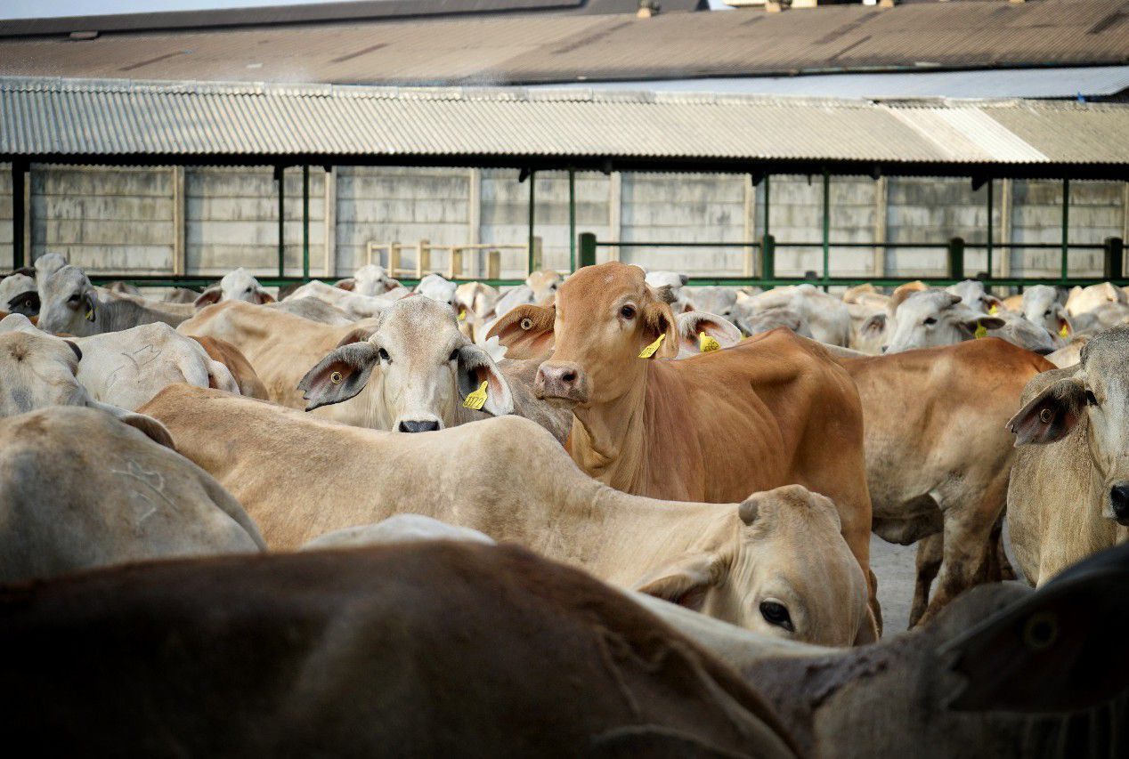 Kementan-Salurkan-1.225-Ekor-Sapi-Brahman-Cross-Ke-Peternak-doc.Kementan-ivoox.id_