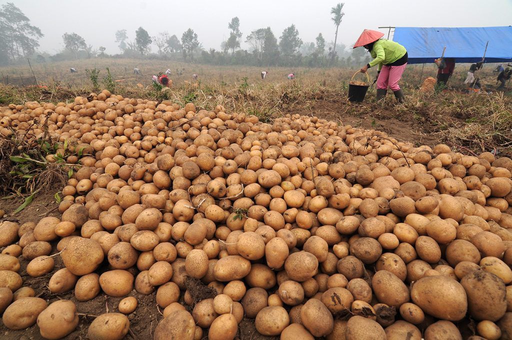 Kementan-Bidik-Kentang-Industri-di-2020-doc.Kementan-ivoox.id