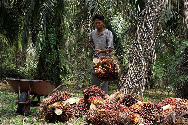 Pemerintah-Undang-Aktivis-dan-Akademisi-Dunia-Lihat-Industri-Sawit-Berkelanjutan-doc.Kemenlu-ivoox.id_