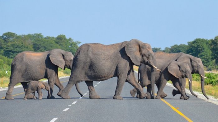gajah