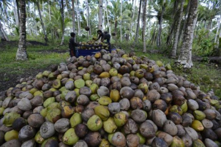 kelapa
